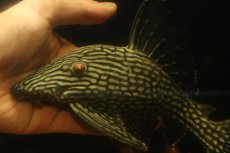 画像5: 【淡水魚】【通販】大きい ロイヤルプレコ ワイルド【個体販売】(±21cm)(プレコ)(生体)(熱帯魚)NKP (5)