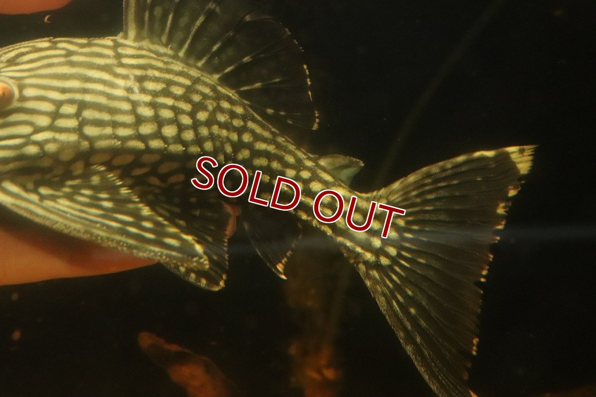 画像6: 【淡水魚】【通販】大きい ロイヤルプレコ ワイルド【個体販売】(±21cm)(プレコ)(生体)(熱帯魚)NKP (6)