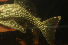 画像6: 【淡水魚】【通販】大きい ロイヤルプレコ ワイルド【個体販売】(±21cm)(プレコ)(生体)(熱帯魚)NKP (6)