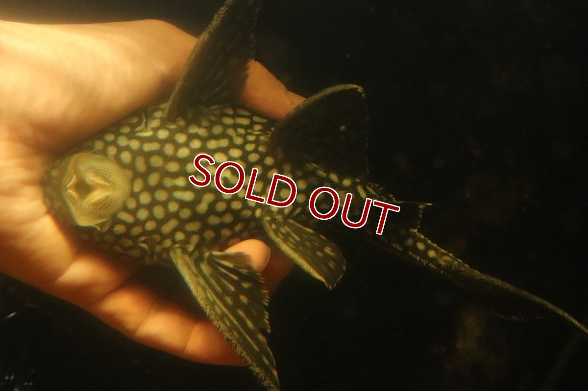 画像7: 【淡水魚】【通販】大きい ロイヤルプレコ ワイルド【個体販売】(±21cm)(プレコ)(生体)(熱帯魚)NKP (7)