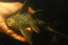 画像7: 【淡水魚】【通販】大きい ロイヤルプレコ ワイルド【個体販売】(±21cm)(プレコ)(生体)(熱帯魚)NKP (7)