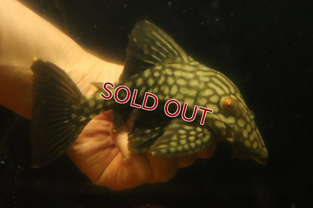 画像1: 【淡水魚】【通販】大きい フルスポットロイヤルプレコ ワイルド【個体販売】(±19cm)(プレコ)(生体)(熱帯魚)NKP (1)