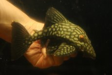 画像1: 【淡水魚】【通販】大きい フルスポットロイヤルプレコ ワイルド【個体販売】(±19cm)(プレコ)(生体)(熱帯魚)NKP (1)