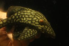 画像2: 【淡水魚】【通販】大きい フルスポットロイヤルプレコ ワイルド【個体販売】(±19cm)(プレコ)(生体)(熱帯魚)NKP (2)