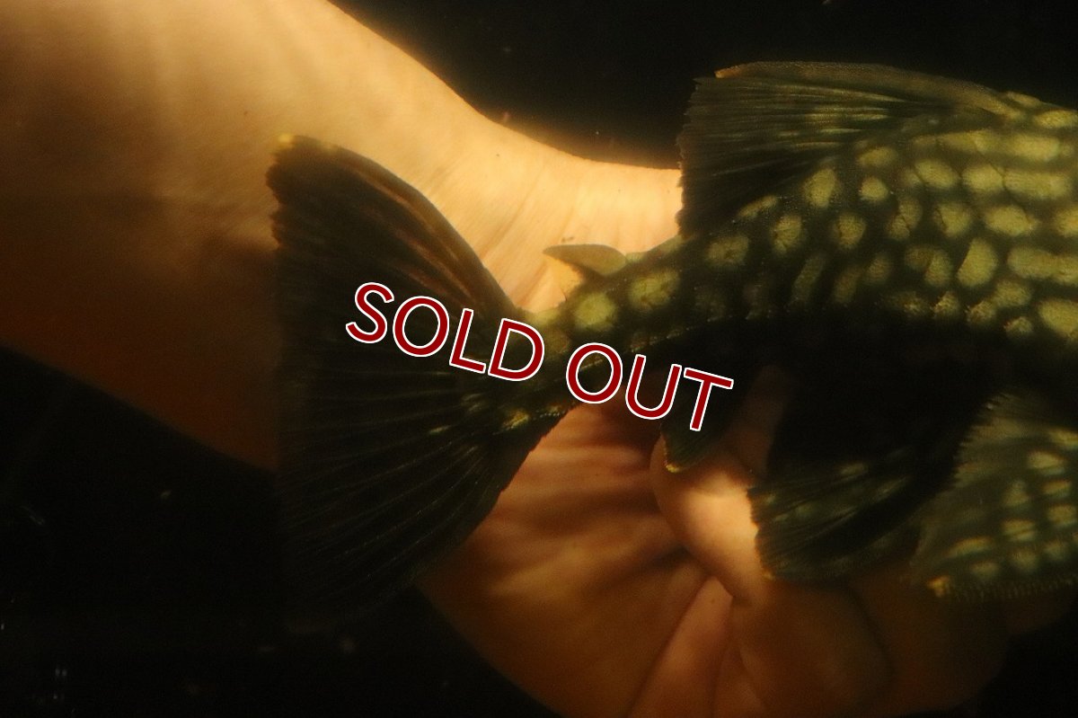 画像3: 【淡水魚】【通販】大きい フルスポットロイヤルプレコ ワイルド【個体販売】(±19cm)(プレコ)(生体)(熱帯魚)NKP (3)