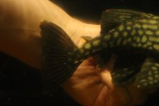 画像3: 【淡水魚】【通販】大きい フルスポットロイヤルプレコ ワイルド【個体販売】(±19cm)(プレコ)(生体)(熱帯魚)NKP (3)