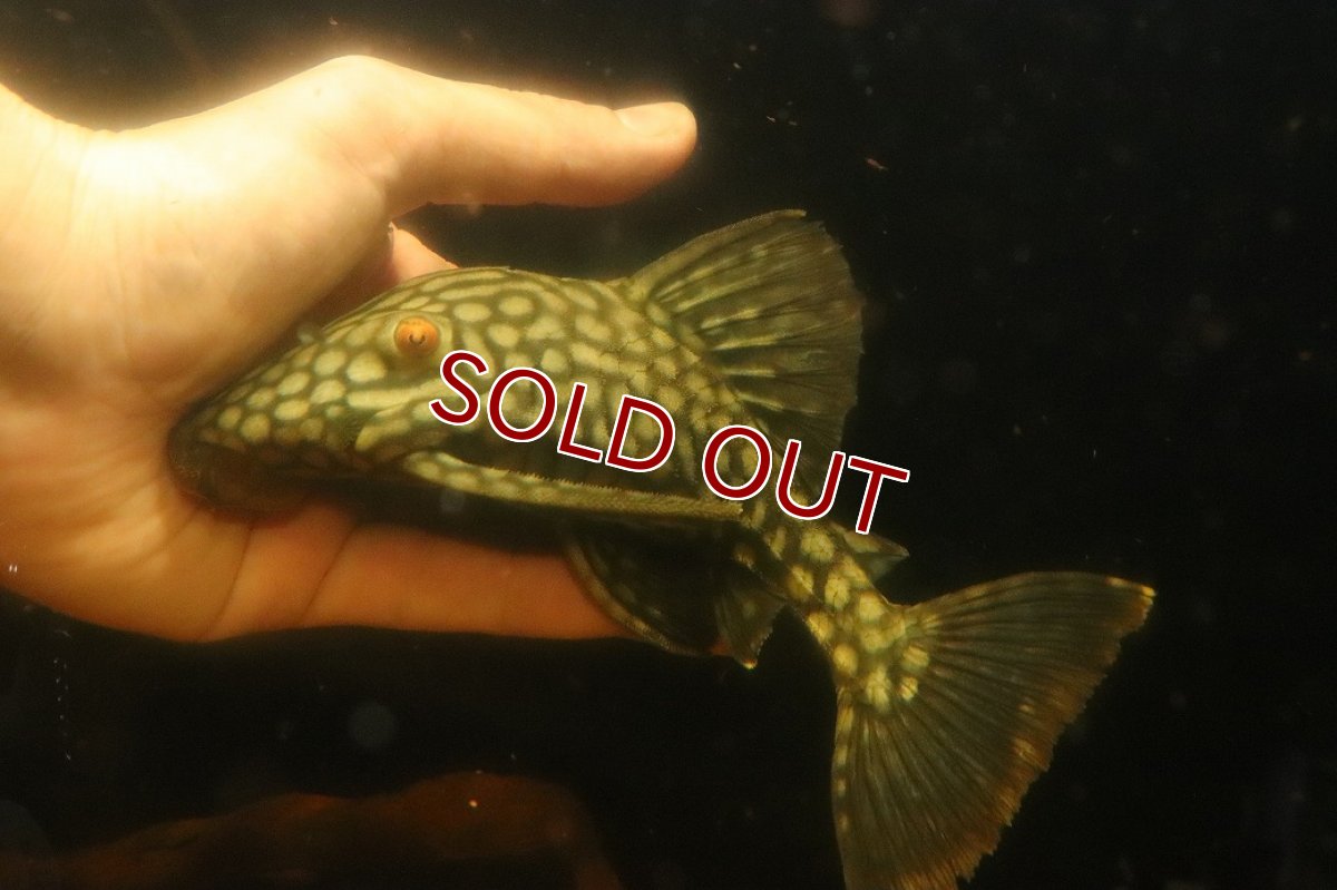 画像4: 【淡水魚】【通販】大きい フルスポットロイヤルプレコ ワイルド【個体販売】(±19cm)(プレコ)(生体)(熱帯魚)NKP (4)