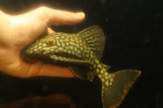 画像4: 【淡水魚】【通販】大きい フルスポットロイヤルプレコ ワイルド【個体販売】(±19cm)(プレコ)(生体)(熱帯魚)NKP (4)