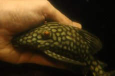 画像5: 【淡水魚】【通販】大きい フルスポットロイヤルプレコ ワイルド【個体販売】(±19cm)(プレコ)(生体)(熱帯魚)NKP (5)