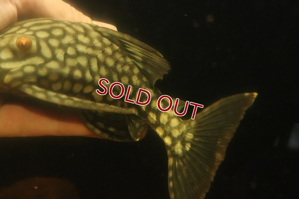 画像6: 【淡水魚】【通販】大きい フルスポットロイヤルプレコ ワイルド【個体販売】(±19cm)(プレコ)(生体)(熱帯魚)NKP (6)