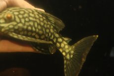 画像6: 【淡水魚】【通販】大きい フルスポットロイヤルプレコ ワイルド【個体販売】(±19cm)(プレコ)(生体)(熱帯魚)NKP (6)