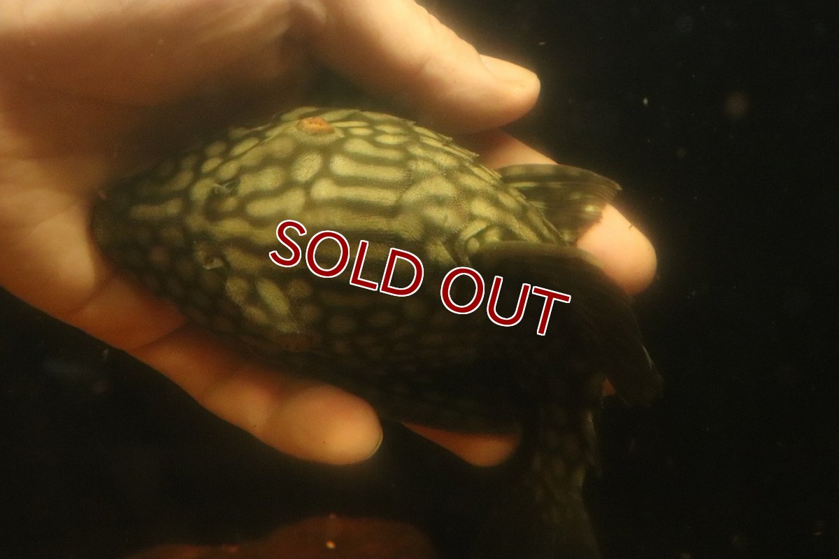 画像7: 【淡水魚】【通販】大きい フルスポットロイヤルプレコ ワイルド【個体販売】(±19cm)(プレコ)(生体)(熱帯魚)NKP (7)