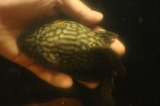 画像7: 【淡水魚】【通販】大きい フルスポットロイヤルプレコ ワイルド【個体販売】(±19cm)(プレコ)(生体)(熱帯魚)NKP (7)