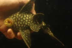 画像8: 【淡水魚】【通販】大きい フルスポットロイヤルプレコ ワイルド【個体販売】(±19cm)(プレコ)(生体)(熱帯魚)NKP (8)