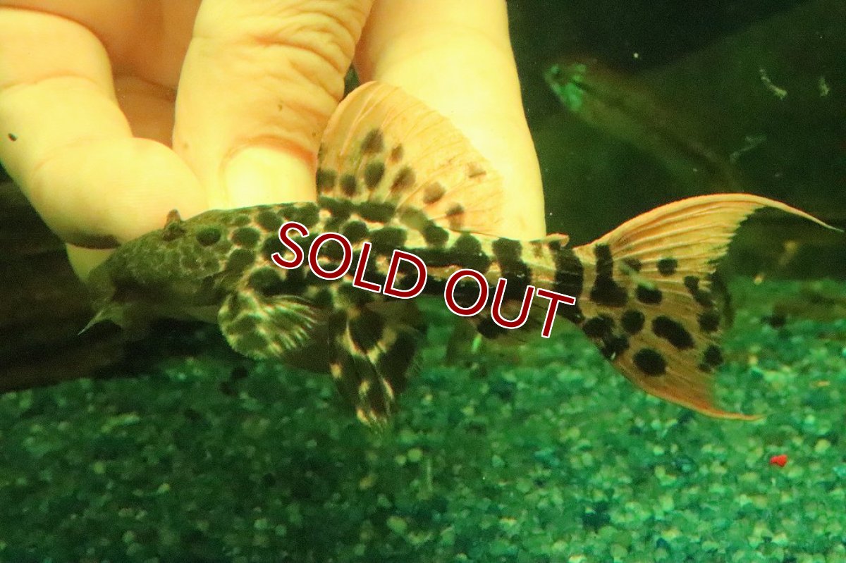 画像1: 【淡水魚】【通販】タイタニックトリムプレコ ワイルド【個体販売】(±8cm)(プレコ)(生体)(熱帯魚)NKP (1)