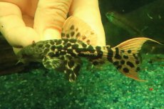 画像1: 【淡水魚】【通販】タイタニックトリムプレコ ワイルド【個体販売】(±8cm)(プレコ)(生体)(熱帯魚)NKP (1)