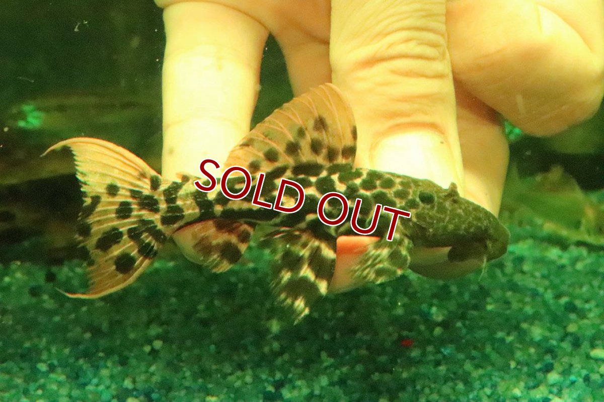 画像2: 【淡水魚】【通販】タイタニックトリムプレコ ワイルド【個体販売】(±8cm)(プレコ)(生体)(熱帯魚)NKP (2)