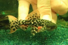 画像2: 【淡水魚】【通販】タイタニックトリムプレコ ワイルド【個体販売】(±8cm)(プレコ)(生体)(熱帯魚)NKP (2)