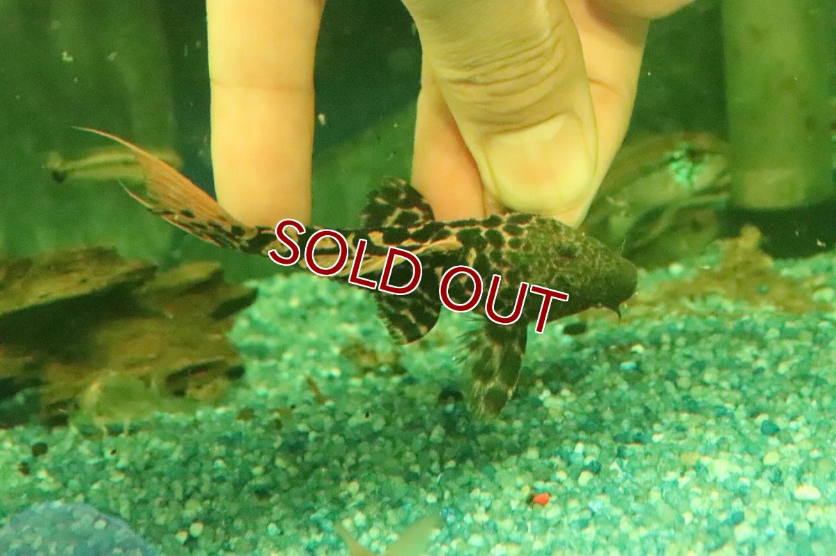 画像3: 【淡水魚】【通販】タイタニックトリムプレコ ワイルド【個体販売】(±8cm)(プレコ)(生体)(熱帯魚)NKP (3)