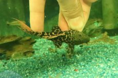 画像3: 【淡水魚】【通販】タイタニックトリムプレコ ワイルド【個体販売】(±8cm)(プレコ)(生体)(熱帯魚)NKP (3)