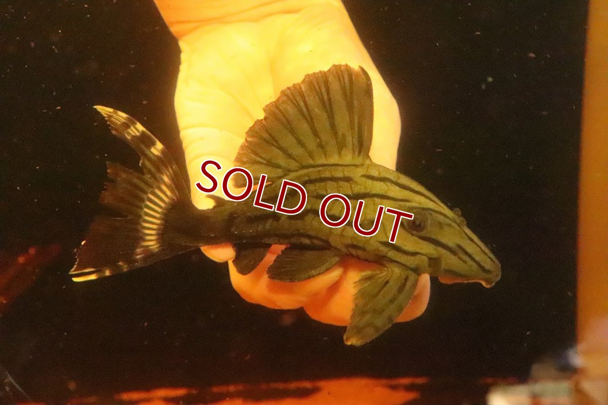 画像1: 【淡水魚】【通販】激安 大きめ グリーンロイヤルプレコ ワイルド【個体販売】(±13cm)(プレコ)(生体)(熱帯魚)NKP (1)