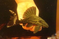 画像1: 【淡水魚】【通販】激安 大きめ グリーンロイヤルプレコ ワイルド【個体販売】(±13cm)(プレコ)(生体)(熱帯魚)NKP (1)