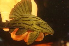 画像2: 【淡水魚】【通販】激安 大きめ グリーンロイヤルプレコ ワイルド【個体販売】(±13cm)(プレコ)(生体)(熱帯魚)NKP (2)