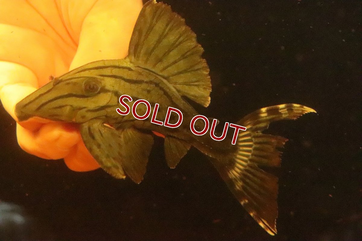 画像3: 【淡水魚】【通販】激安 大きめ グリーンロイヤルプレコ ワイルド【個体販売】(±13cm)(プレコ)(生体)(熱帯魚)NKP (3)