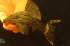 画像3: 【淡水魚】【通販】激安 大きめ グリーンロイヤルプレコ ワイルド【個体販売】(±13cm)(プレコ)(生体)(熱帯魚)NKP (3)