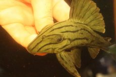 画像4: 【淡水魚】【通販】激安 大きめ グリーンロイヤルプレコ ワイルド【個体販売】(±13cm)(プレコ)(生体)(熱帯魚)NKP (4)