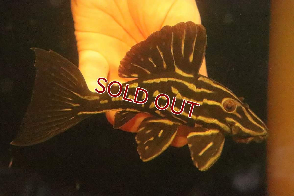 画像1: 【淡水魚】【通販】激安 大きめ ロイヤルプレコ ワイルド【個体販売】(±13cm)(プレコ)(生体)(熱帯魚)NKP (1)