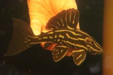 画像1: 【淡水魚】【通販】激安 大きめ ロイヤルプレコ ワイルド【個体販売】(±13cm)(プレコ)(生体)(熱帯魚)NKP (1)