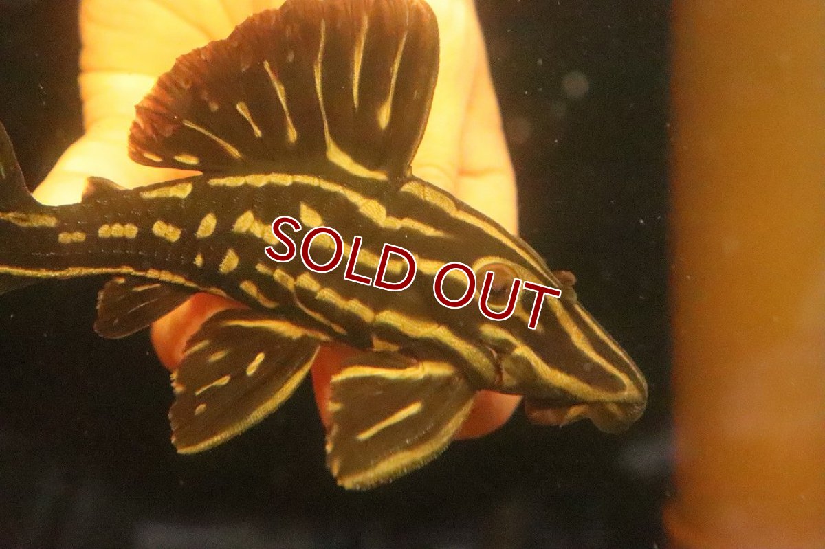 画像2: 【淡水魚】【通販】激安 大きめ ロイヤルプレコ ワイルド【個体販売】(±13cm)(プレコ)(生体)(熱帯魚)NKP (2)