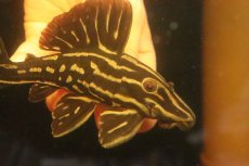 画像2: 【淡水魚】【通販】激安 大きめ ロイヤルプレコ ワイルド【個体販売】(±13cm)(プレコ)(生体)(熱帯魚)NKP (2)