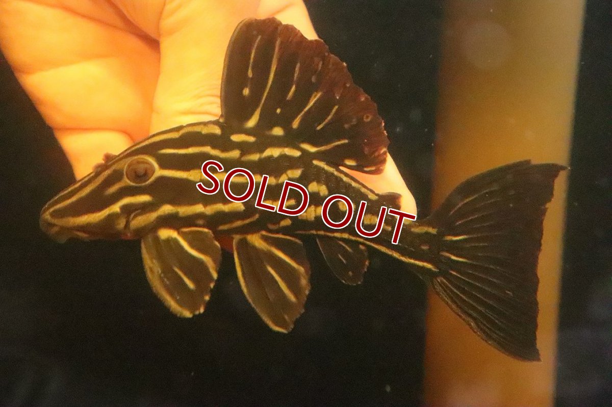 画像3: 【淡水魚】【通販】激安 大きめ ロイヤルプレコ ワイルド【個体販売】(±13cm)(プレコ)(生体)(熱帯魚)NKP (3)