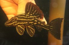 画像3: 【淡水魚】【通販】激安 大きめ ロイヤルプレコ ワイルド【個体販売】(±13cm)(プレコ)(生体)(熱帯魚)NKP (3)