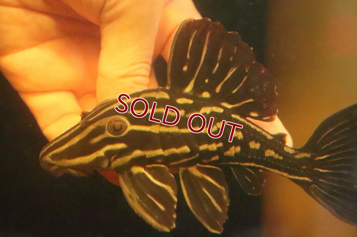 画像4: 【淡水魚】【通販】激安 大きめ ロイヤルプレコ ワイルド【個体販売】(±13cm)(プレコ)(生体)(熱帯魚)NKP (4)