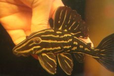 画像4: 【淡水魚】【通販】激安 大きめ ロイヤルプレコ ワイルド【個体販売】(±13cm)(プレコ)(生体)(熱帯魚)NKP (4)