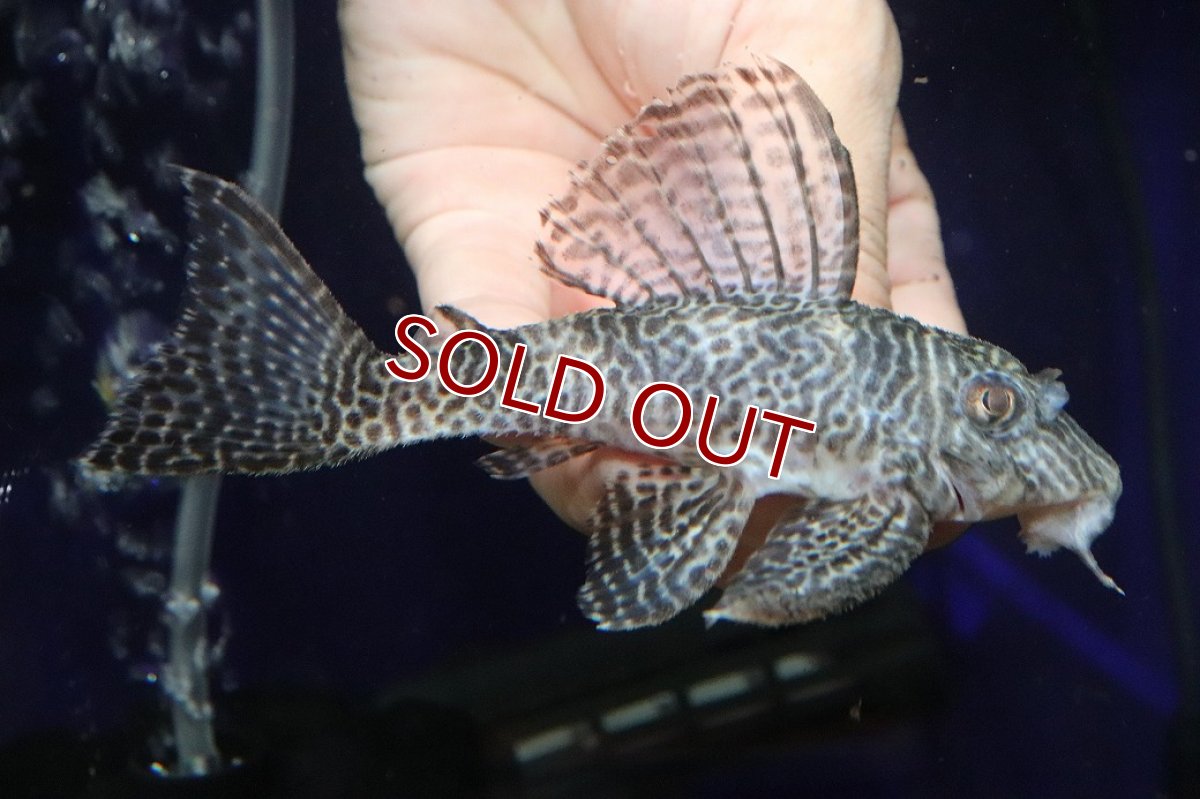 画像1: 【淡水魚】【通販】大特価 ビッグサイズ No1 キングロイヤルペコルティア【個体販売】(±12cm)(プレコ)(生体)(熱帯魚)NKP (1)
