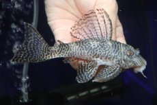 画像1: 【淡水魚】【通販】大特価 ビッグサイズ No1 キングロイヤルペコルティア【個体販売】(±12cm)(プレコ)(生体)(熱帯魚)NKP (1)