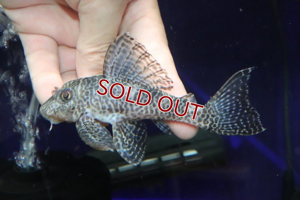 画像2: 【淡水魚】【通販】大特価 ビッグサイズ No1 キングロイヤルペコルティア【個体販売】(±12cm)(プレコ)(生体)(熱帯魚)NKP (2)