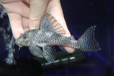 画像2: 【淡水魚】【通販】大特価 ビッグサイズ No1 キングロイヤルペコルティア【個体販売】(±12cm)(プレコ)(生体)(熱帯魚)NKP (2)