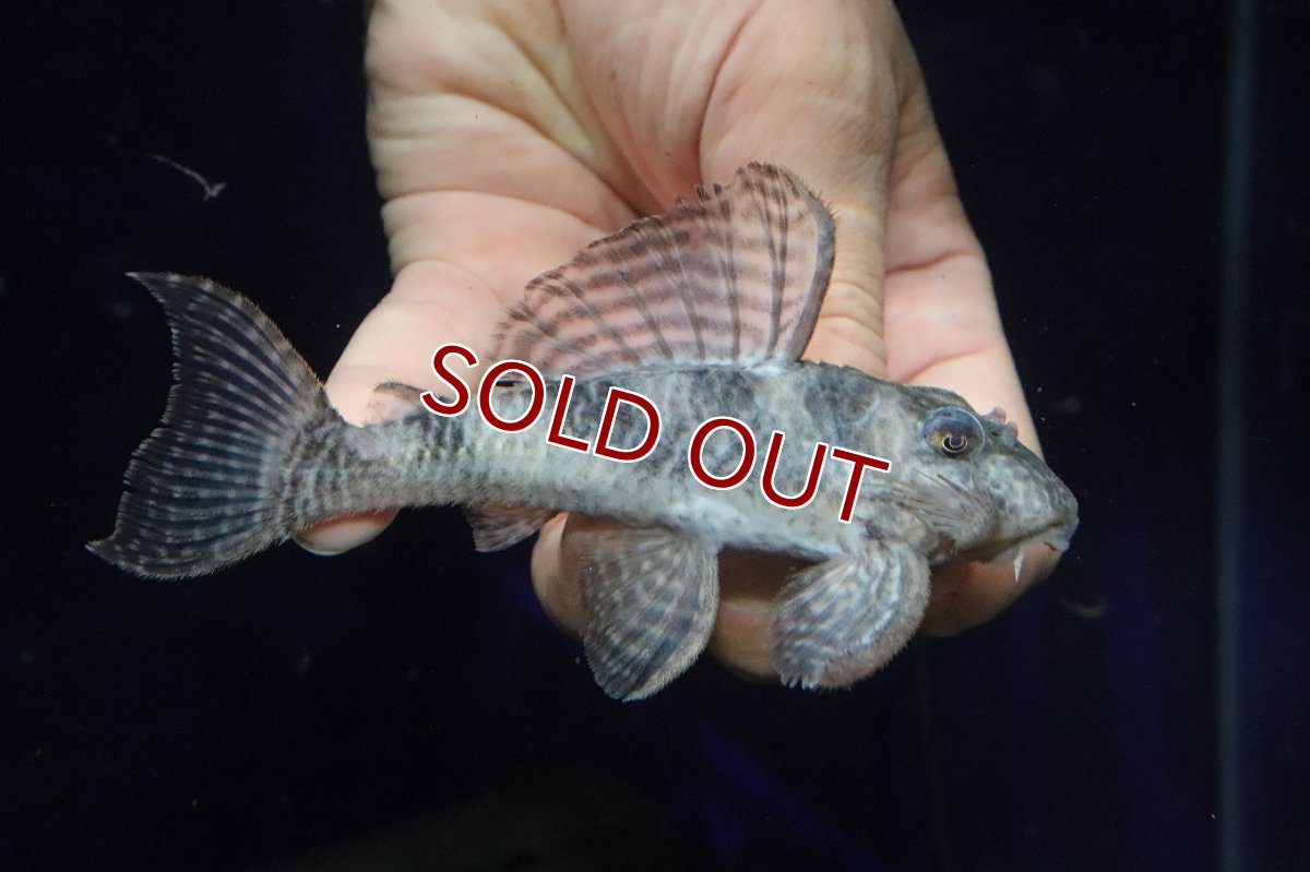 画像1: 【淡水魚】【通販】大特価 ビッグサイズ No2 キングロイヤルペコルティア【個体販売】(±11.5cm)(プレコ)(生体)(熱帯魚)NKP (1)