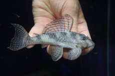 画像1: 【淡水魚】【通販】大特価 ビッグサイズ No2 キングロイヤルペコルティア【個体販売】(±11.5cm)(プレコ)(生体)(熱帯魚)NKP (1)