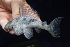 画像2: 【淡水魚】【通販】大特価 ビッグサイズ No2 キングロイヤルペコルティア【個体販売】(±11.5cm)(プレコ)(生体)(熱帯魚)NKP (2)