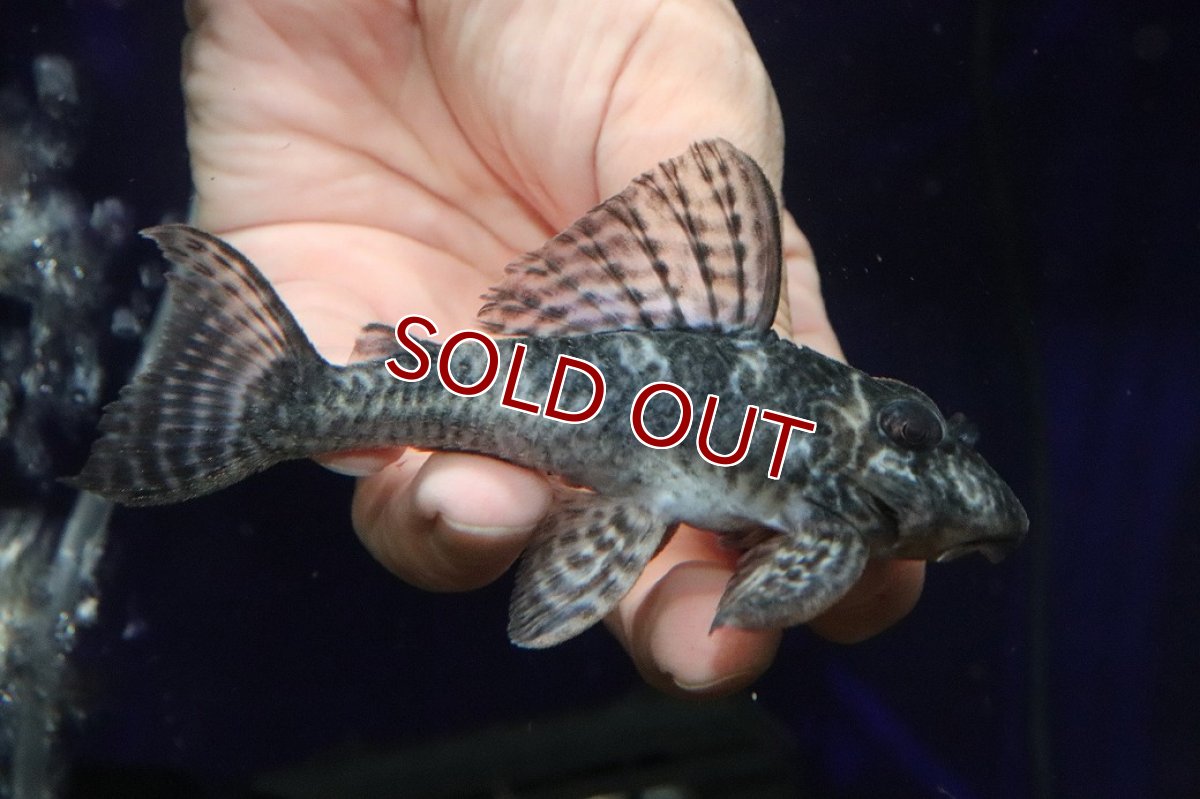 画像1: 【淡水魚】【通販】大特価 ビッグサイズ No3 キングロイヤルペコルティア【個体販売】(±11cm)(プレコ)(生体)(熱帯魚)NKP (1)