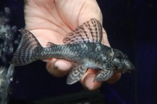 画像1: 【淡水魚】【通販】大特価 ビッグサイズ No3 キングロイヤルペコルティア【個体販売】(±11cm)(プレコ)(生体)(熱帯魚)NKP (1)