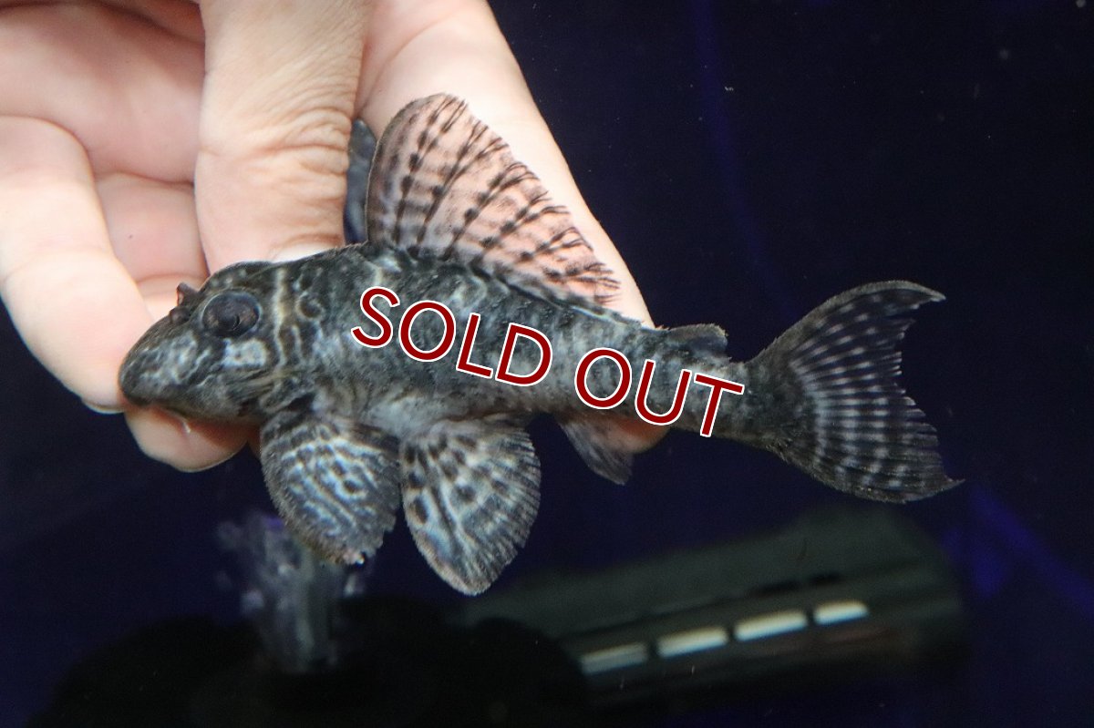 画像2: 【淡水魚】【通販】大特価 ビッグサイズ No3 キングロイヤルペコルティア【個体販売】(±11cm)(プレコ)(生体)(熱帯魚)NKP (2)