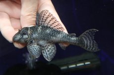 画像2: 【淡水魚】【通販】大特価 ビッグサイズ No3 キングロイヤルペコルティア【個体販売】(±11cm)(プレコ)(生体)(熱帯魚)NKP (2)