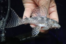 画像1: 【淡水魚】【通販】大特価 ビッグサイズ No4 キングロイヤルペコルティア【個体販売】(±12cm)(プレコ)(生体)(熱帯魚)NKP (1)